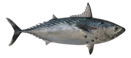 Baby Tuna